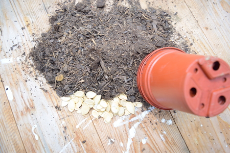 Pumpkin seeds near compostの写真素材