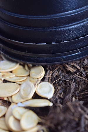 Pumpkin seeds near compostの写真素材