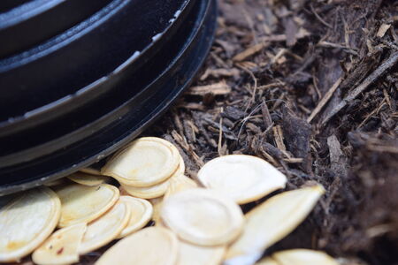 Pumpkin seeds near compostの写真素材