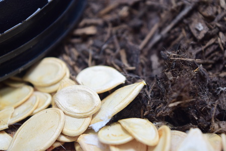 Pumpkin seeds near compostの写真素材