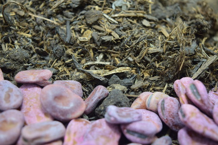 compost and seedsの写真素材
