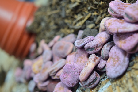 Board Bean seeds, compost and potsの写真素材