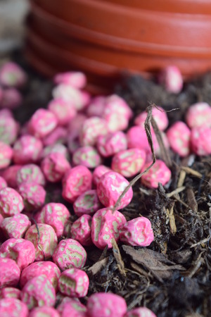 pea seedsの写真素材