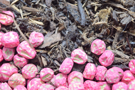 pea seeds and compostの写真素材