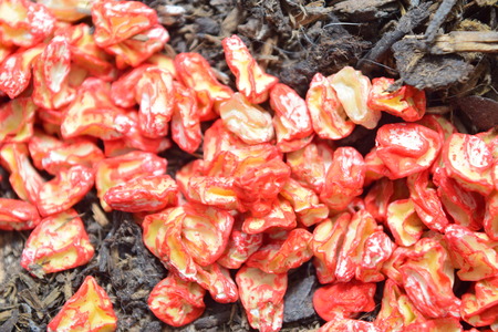 Sweetcorn seeds near compostの写真素材