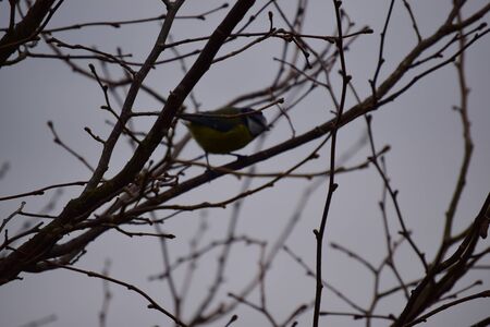 Bird in a treeの写真素材
