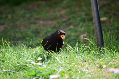 Black Birdの写真素材