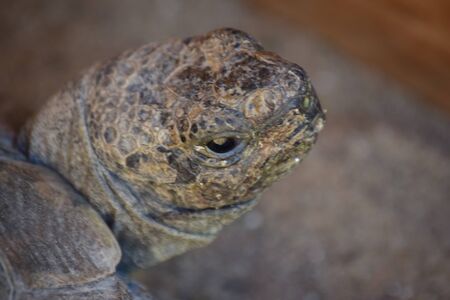 tortoiseの写真素材