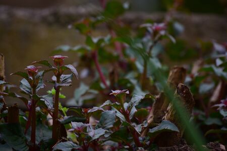 Hedgeの写真素材