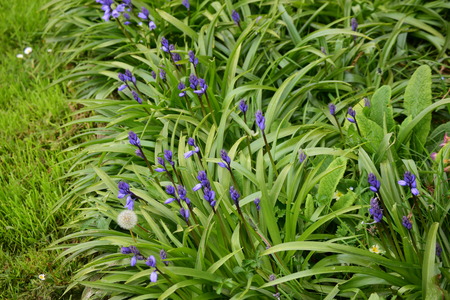 blue campanulasの写真素材