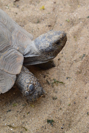 Tortoise
