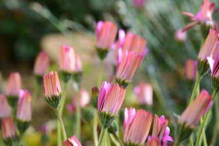 Pink flowersの写真素材
