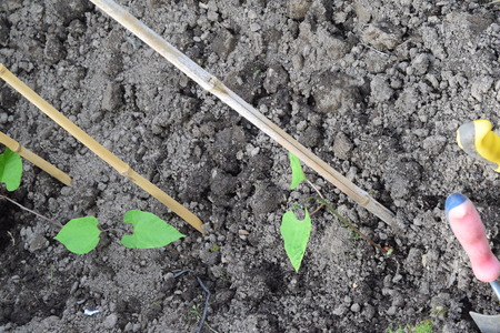 runner bean plantsの写真素材