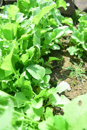 radish plants