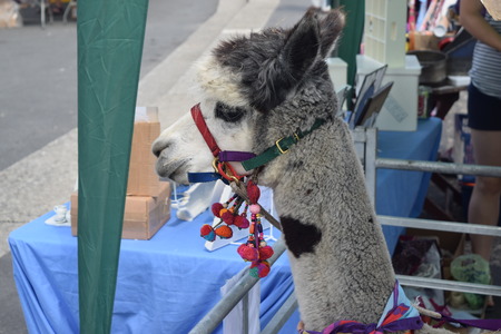appledore summer fete 2014のeditorial素材