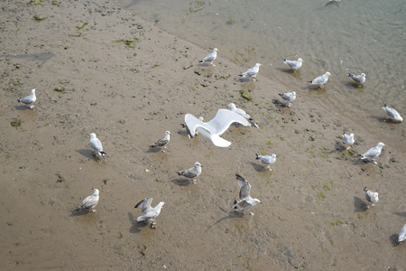appledore summer fete 2014 People feed the birdsのeditorial素材