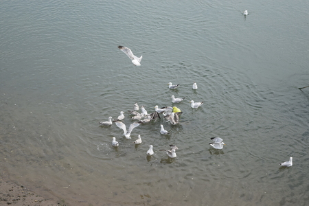 appledore summer fete 2014のeditorial素材