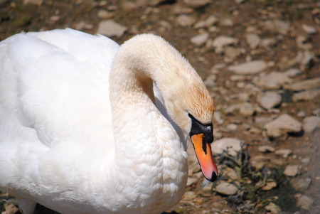 Swanの写真素材