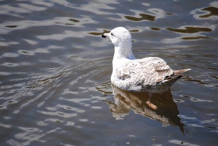 Duckの写真素材