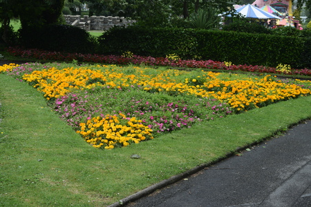 Flower Bedのeditorial素材