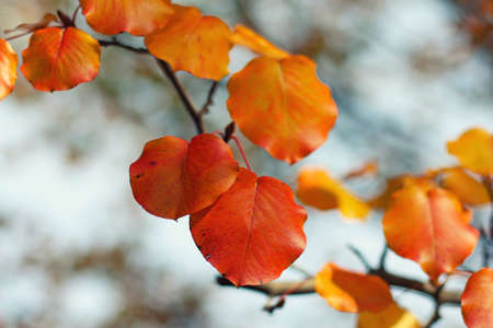 A red color of leaves during autumn season.の写真素材