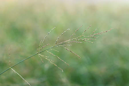 Spring grass with blur background