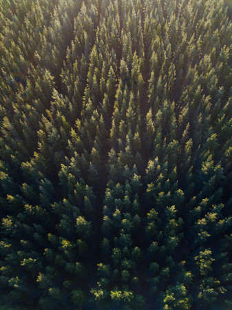 Top down view of dense pine tree.