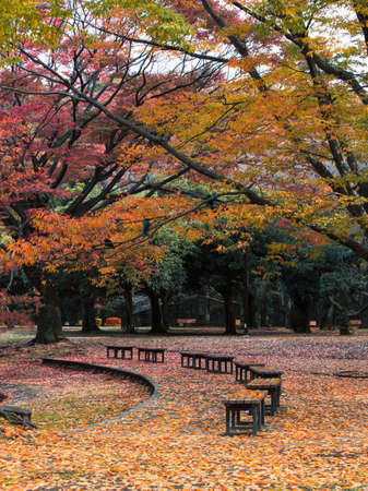 Empty park with autumn foliage and leaves all around.の写真素材