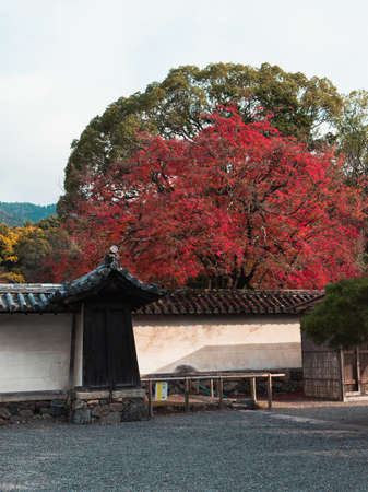 Autumn in Japanese traditional building.のeditorial素材