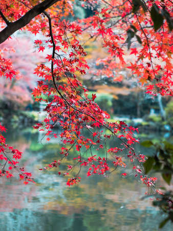 Red japanese maple leaf above the water.の写真素材