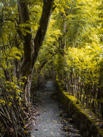 Small walkway in rural area covered with tree in Bali, Indonesia.の写真素材