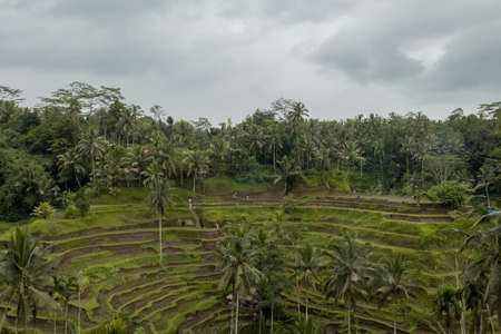 Tegalalang rice paddy field view in a cloudy day.の写真素材