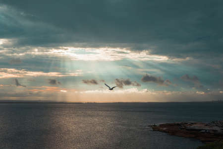 One bird flying under the ray of light.の写真素材