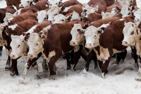Group of cows walking in the sand.の写真素材