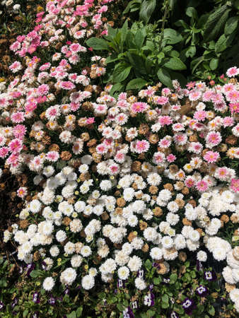 White and pink flowers view from the top.の写真素材