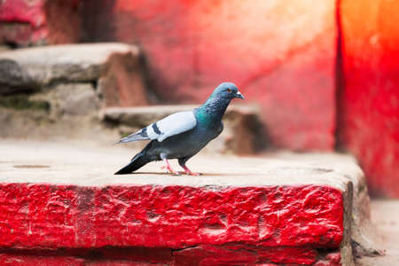 A grey dove under the sunlight on top red bricks.の写真素材