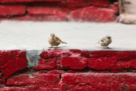 Two sparrows on top of red brick.の写真素材