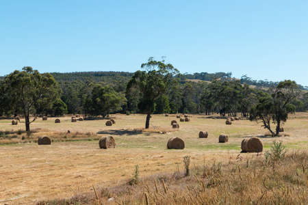 Roll of haystacks in a dry field with clear blue sky.