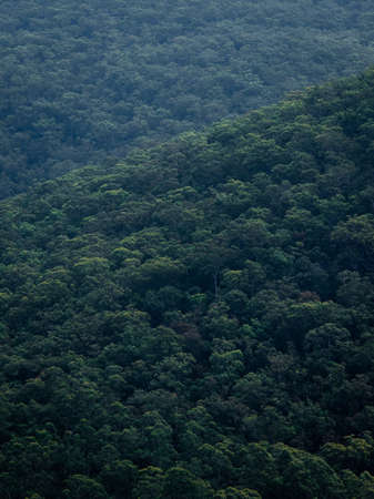 Dense green tree plantation on the hill side.