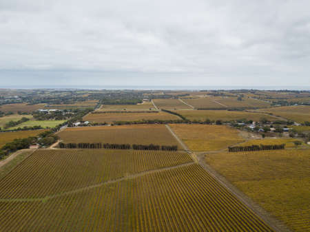 Aerial view of vineyard under the cloudy day.の写真素材