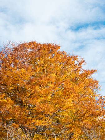 Orange gold autumn leaves under the blue sky.の写真素材