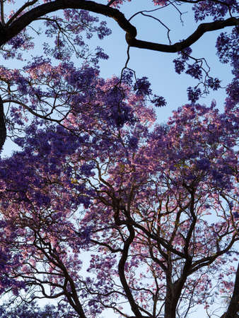 Looking up view of jacaranda tree under the sunlight.