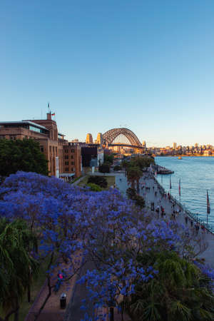Sydney, Australia - November 10, 2019: View of Sydney Harbour Bridge with jacaranda.のeditorial素材