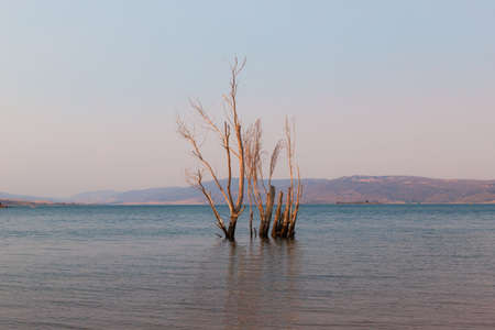 Dry tree branch inside Lake Jindabyne. NSW, Australia.の写真素材