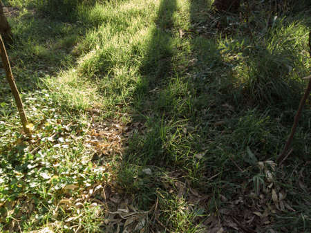 Sunlight and shadow on the grass field.の写真素材