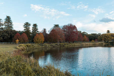 Colorful trees along the pond at Centennial Park, Sydney during autumn.