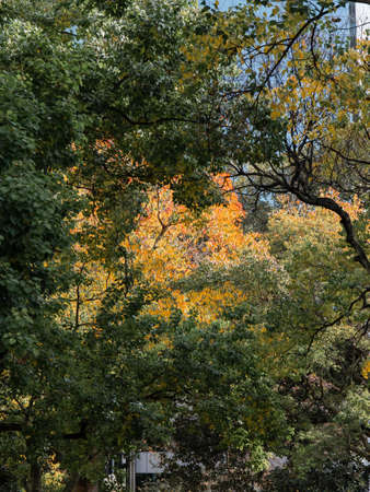 Orange colored leaves among green leaves.