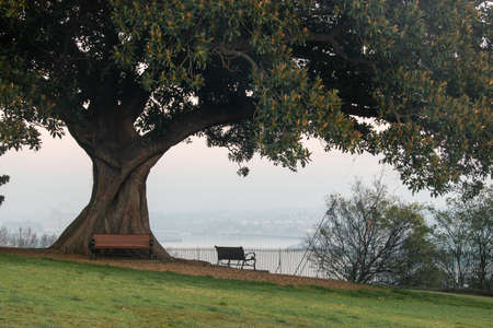 Empty bench under the tree on foggy morning.の写真素材