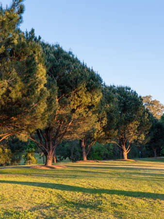 Big trees under sunlight in the morning.の写真素材