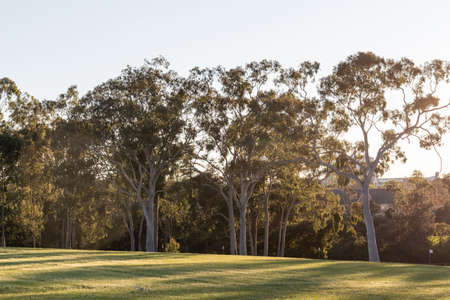 Morning sunlight above trees in an empty park.
